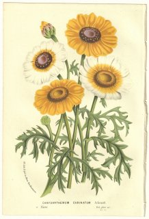 1856年 Van Houtte ヨーロッパの温室と庭園の植物誌 キク科 シュンギク属 ハナワギク Chrysanthemum carinatum Schousb