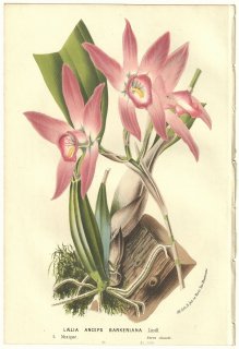 1856年 Van Houtte ヨーロッパの温室と庭園の植物誌 ラン科 レリア属 Laelia anceps barkeriana Lindl