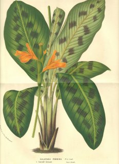 1856年 Van Houtte ヨーロッパの温室と庭園の植物誌 クズウコン科 ゴエプペルチア属 Calathea pardina Pl. & Lind