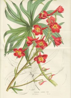 1856年 Van Houtte ヨーロッパの温室と庭園の植物誌 キンポウゲ科 デルフィニウム属 Delphinium cardinale Hook