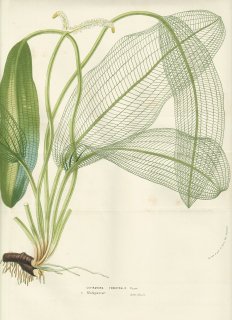 1856年 Van Houtte ヨーロッパの温室と庭園の植物誌 レースソウ科 レースソウ属 マダガスカル・レースプラント Ouvirandra fenestralis Poiret
