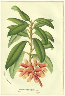 1856ǯ Van Houtte 衼åѤβοʪ ĥĥ ĥĥ° Rhododendron keysii Nutt