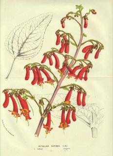 1856年 Van Houtte ヨーロッパの温室と庭園の植物誌 ゴマノハグサ科 フィゲリウス属 ケープフクシア Phygelius capensis E. Mey