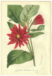 1856ǯ Van Houtte 衼åѤβοʪ Х ХʥХ° ϥʥХ Calycanthus occidentalis Hook & Arn