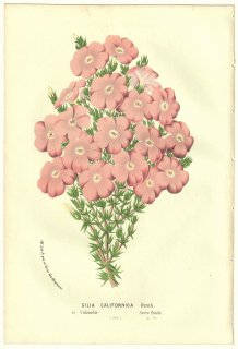 1856ǯ Van Houtte 衼åѤβοʪ ϥʥΥֲ ʥĥ° Gilia californica Benth