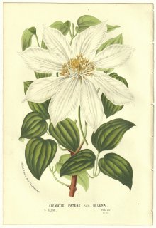 1856年 Van Houtte ヨーロッパの温室と庭園の植物誌 キンポウゲ科 センニンソウ属 Clematis patens var. Helena クレマチス