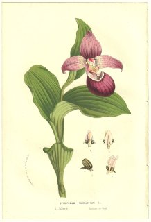 1856年 Van Houtte ヨーロッパの温室と庭園の植物誌 ラン科 アツモリソウ属 アツモリソウ Cypripedium macranthum Sw