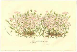 1856ǯ Van Houtte 衼åѤβοʪ ϥʥΥֲ ʥĥ° Gilia dianthoides Endl