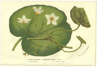 1856ǯ Van Houtte 衼åѤβοʪ ߥĥ ° ֥ Limnanthemum humboldtianum Griseb