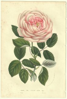 1856年 Van Houtte ヨーロッパの温室と庭園の植物誌 バラ科 バラ属 ハイブリッドティーローズ Rosier the Auguste Oger