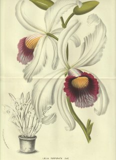 1856年 Van Houtte ヨーロッパの温室と庭園の植物誌 ラン科 カトレヤ属 Laelia purpurata Lindl
