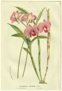 1856ǯ Van Houtte 衼åѤβοʪ  ǥɥӥ° Dendrobium bigibbum Lindl