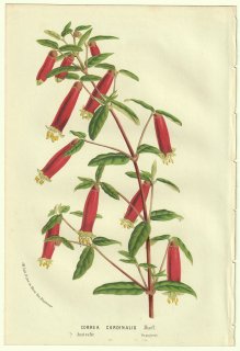 1856年 Van Houtte ヨーロッパの温室と庭園の植物誌 ミカン科 コレア属 Correa cardinalis Muell