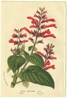 1856ǯ Van Houtte 衼åѤβοʪ  ° Salvia boliviana Hortul ӥ