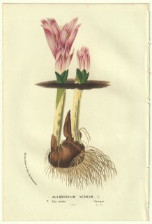 1856年 Van Houtte ヨーロッパの温室と庭園の植物誌 イヌサフラン科 イヌサフラン属 Bulbocodium vernum L