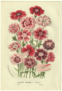 1856年 Van Houtte ヨーロッパの温室と庭園の植物誌 ナデシコ科 ナデシコ属 セキチク Dianthus sinensis L