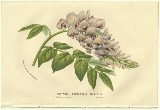 1856年 Van Houtte ヨーロッパの温室と庭園の植物誌 マメ科 フジ属 アメリカフジ Wistaria frutescens magnifica