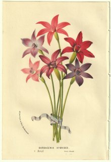1856年 Van Houtte ヨーロッパの温室と庭園の植物誌 ウェロジア科 バルバケニア属 Barbacenia hybrides