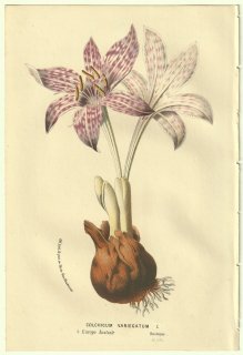 1856年 Van Houtte ヨーロッパの温室と庭園の植物誌 イヌサフラン科 イヌサフラン属 Colchicum variegatum L