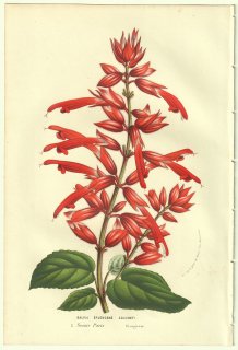 1856ǯ Van Houtte 衼åѤβοʪ  ° Salvia splendens soucheti ӥ