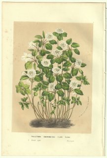 1856ǯ Van Houtte 衼åѤβοʪ ݥ Хޥĥ° Хޥĥ Thalictrum anemonoides flore pleno