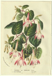 1856ǯ Van Houtte 衼åѤβοʪ Хʲ ե° Fuchsia var.Rosalba Coene