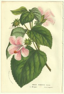 1856ǯ Van Houtte 衼åѤβοʪ  ե襦° Hibiscus marmoratus Ch.Lem ϥӥ