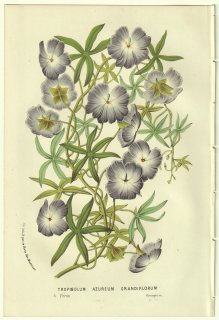 1856年 Van Houtte ヨーロッパの温室と庭園の植物誌 ノウゼンハレン科 ノウゼンハレン属 Tropaeolum azureum grandiflorum