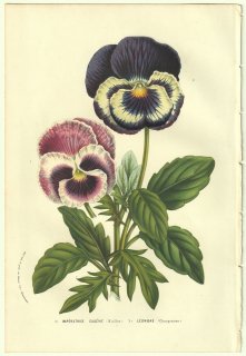 1856年 Van Houtte ヨーロッパの温室と庭園の植物誌 スミレ科 スミレ属 Imperatrice eugenie Leonidas パンジー2種