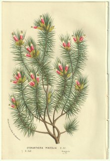 1856年 Van Houtte ヨーロッパの温室と庭園の植物誌 ツツジ科 ステナンテラ属 Stenanthera pinifolia R.Br