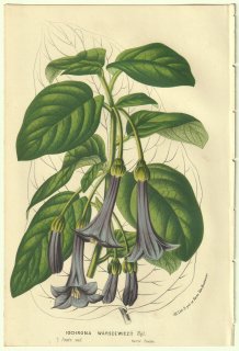 1856年 Van Houtte ヨーロッパの温室と庭園の植物誌 ナス科 イオクロマ属 Iochroma warscewiczii Rgl