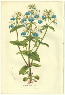 1856年 Van Houtte ヨーロッパの温室と庭園の植物誌 オオバコ科 コリンシア属 Collinsia verna Nutt