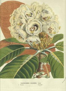 1856ǯ Van Houtte 衼åѤβοʪ ĥĥ ĥĥ° Rhododendron falconeri Hook 㥯ʥ