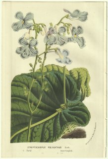 1856年 Van Houtte ヨーロッパの温室と庭園の植物誌 イワタバコ科 ストレプトカルプス属 Streptocarpus polyanthus Hook