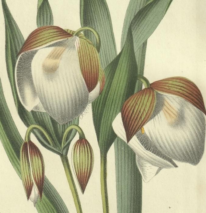 1856年 Van Houtte ヨーロッパの温室と庭園の植物誌 ユリ科 カロコルツス属 フェアリーランタン Cyclobothra alba Benth - アンティークプリント ボタニカルアート 博物画の通販サイト Spirito di Artigiano
