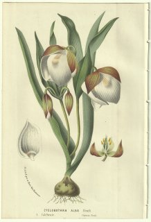 1856年 Van Houtte ヨーロッパの温室と庭園の植物誌 ユリ科 カロコルツス属 フェアリーランタン Cyclobothra alba Benth