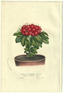 1856年 Van Houtte ヨーロッパの温室と庭園の植物誌 ナデシコ科 ナデシコ属 ハマナデシコ Dianthus pulcherrimus Hort.angl