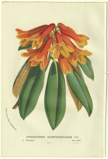 1856年 Van Houtte ヨーロッパの温室と庭園の植物誌 ツツジ科 ツツジ属 Rhododendron blandfordiaeflorum Hook