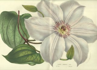1856年 Van Houtte ヨーロッパの温室と庭園の植物誌 キンポウゲ科 センニンソウ属 Clematis lanuginosa Lindl クレマチス
