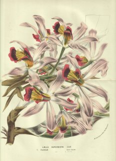 1856年 Van Houtte ヨーロッパの温室と庭園の植物誌 ラン科 レリア属 Laelia superbiens Lindl