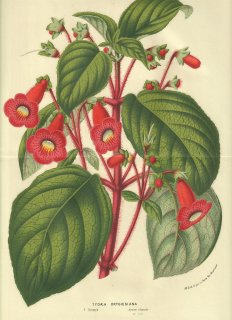 1856年 Van Houtte ヨーロッパの温室と庭園の植物誌 イワタバコ科 コーレリア属 Tydaea ortgiesiana