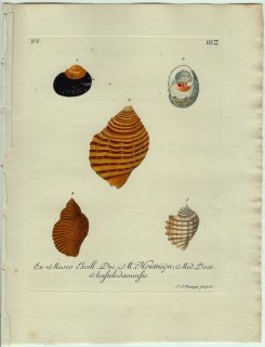 1771年 Knorr 貝類図鑑 初版 Vol.5 Pl.3 ニシキウズガイ科 アマオブネガイ科 フジツガイ科など5種