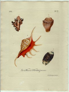 1771年 Knorr 貝類図鑑 初版 Vol.5 Pl.4 アッキガイ科 アフリカガンゼキボラ チリメンボラ ソデボラ科 フシデサソリ マクラガイ科など4種