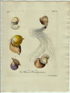 1771年 Knorr 貝類図鑑 初版 Vol.5 Pl.14 キクザルガイ科 ヒレインコ タマキガイ科 クモエウチワなど5種