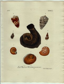 1771年 Knorr 貝類図鑑 初版 Vol.5 Pl.22 カンザシゴカイ科 イモガイ科 ウミニナ科 ヒラマキガイ科 マラッカベッコウマイマイ科など8種