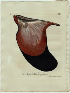 1773年 Knorr 貝類図鑑 初版 Vol.6 Pl.2 ウグイスガイ科 ウグイスガイ属 Mytilus hirundo