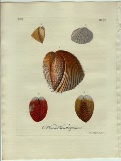 1773年 Knorr 貝類図鑑 初版 Vol.6 Pl.3 ザルガイ科 イガザルガイ ハートガイ カワラガイ リュウキュウザルガイ マルスダレガイ科 ホソスジイナミガイなど5種