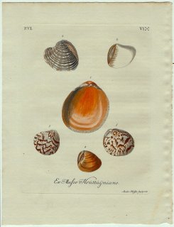 1773年 Knorr 貝類図鑑 初版 Vol.6 Pl.6 ザルガイ科 マクラザル属 マルスダレガイ科 アツハナガイ タイワンハマグリ マルオミナエシなど6種