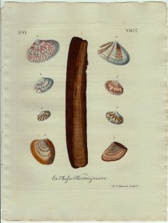 1773年 Knorr 貝類図鑑 初版 Vol.6 Pl.7 マテガイ科 フジノハナガイ科 ザルガイ科 シオサザナミガイ科など9種