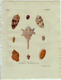 1773年 Knorr 貝類図鑑 初版 Vol.6 Pl.17 アッキガイ科 イモガイ科 タカラガイ科 シラタマガイ科 アマオブネガイ科など9種